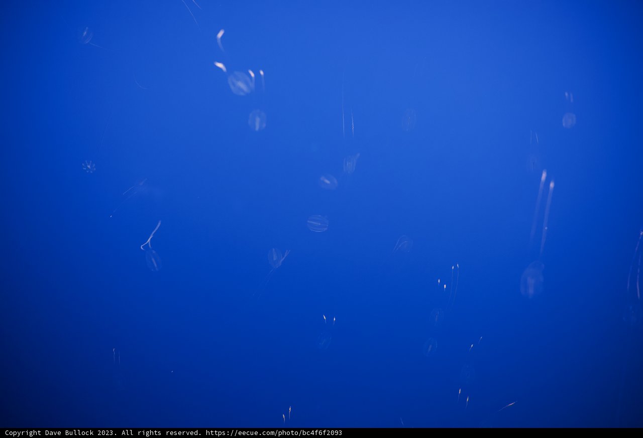 Underwater Dance in Monterey Bay Aquarium