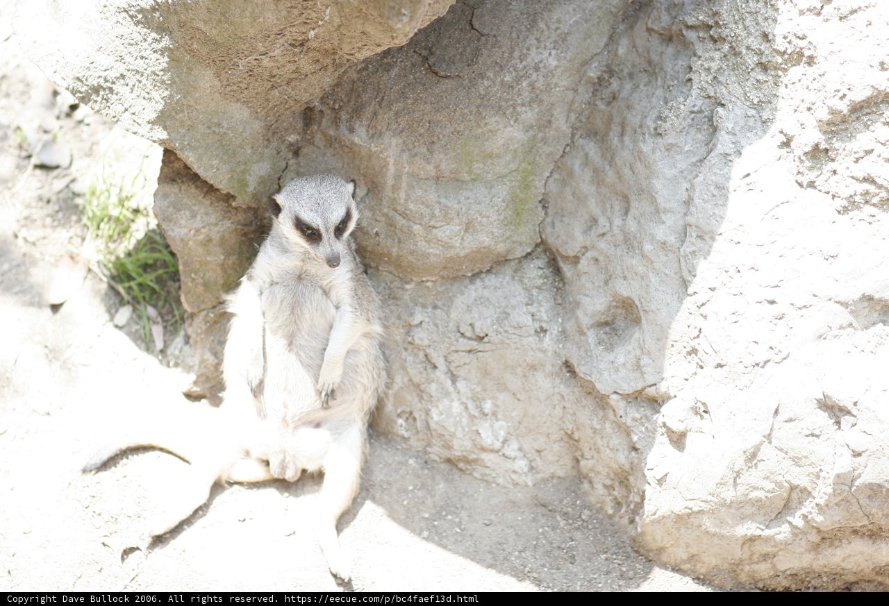 Perched on a Rock
