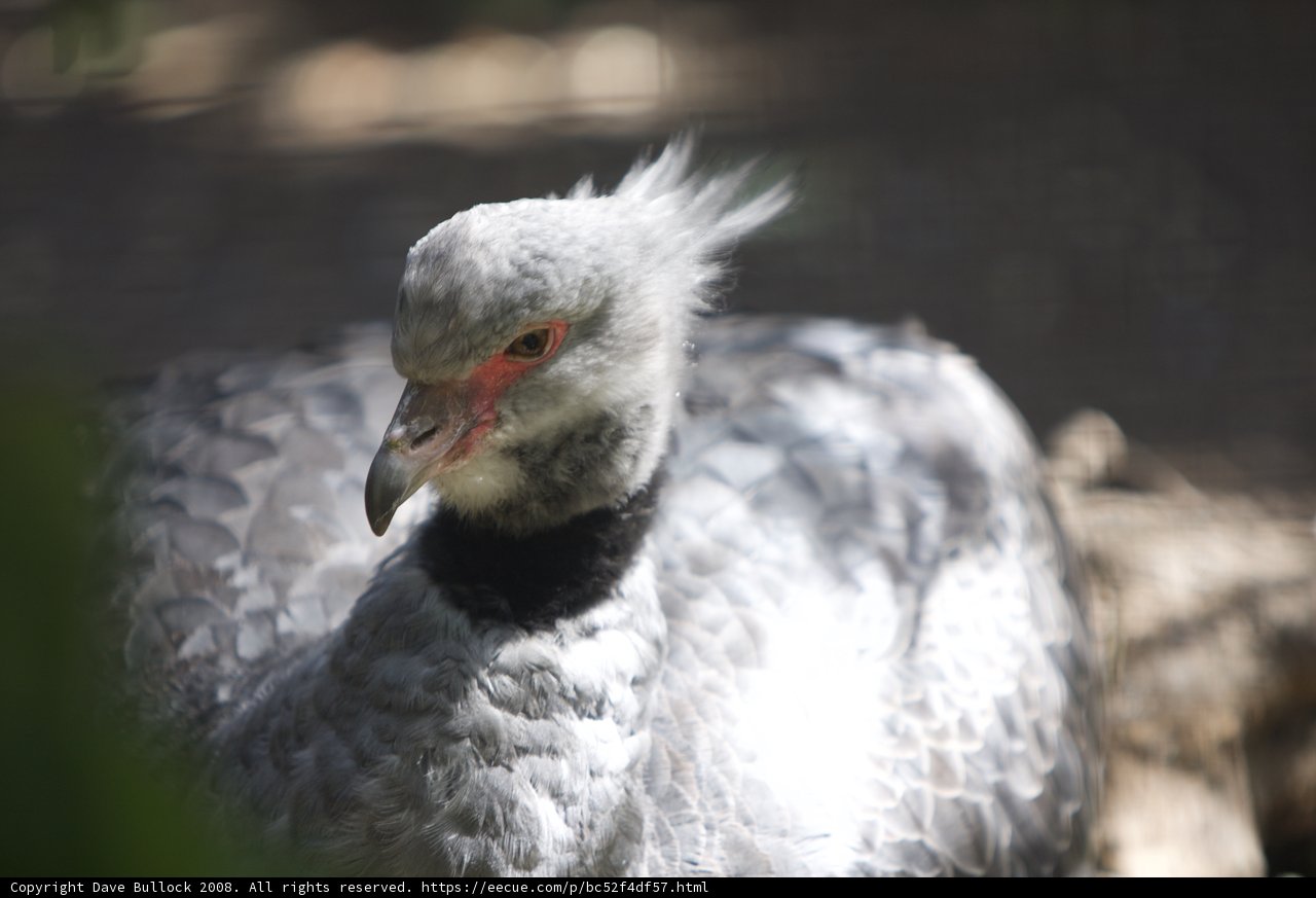 Majestic Vulture