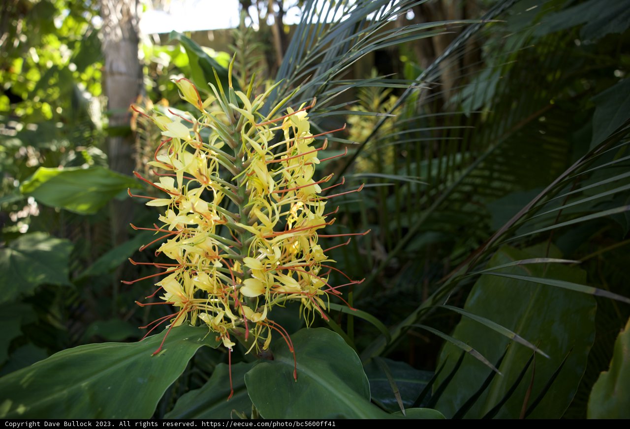 Radiant Bloom in the Botanical Garden