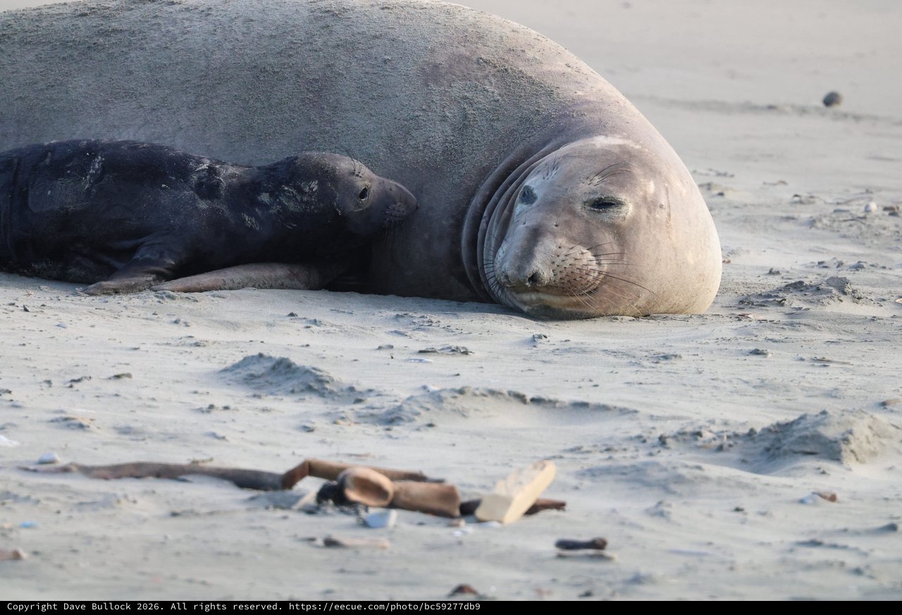 Northern Elephant Seal Resting on Sandy Beach