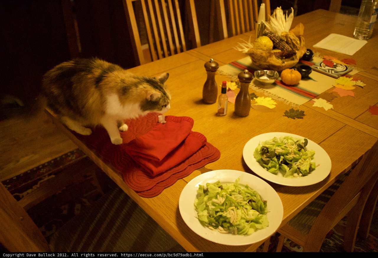Feline Lunchtime