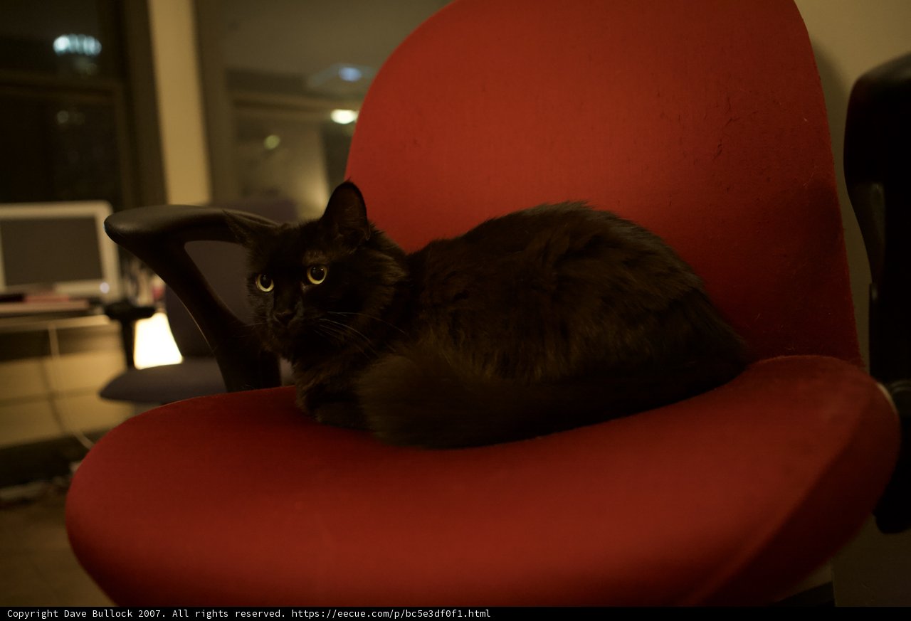 Red Chair, Resting Cat