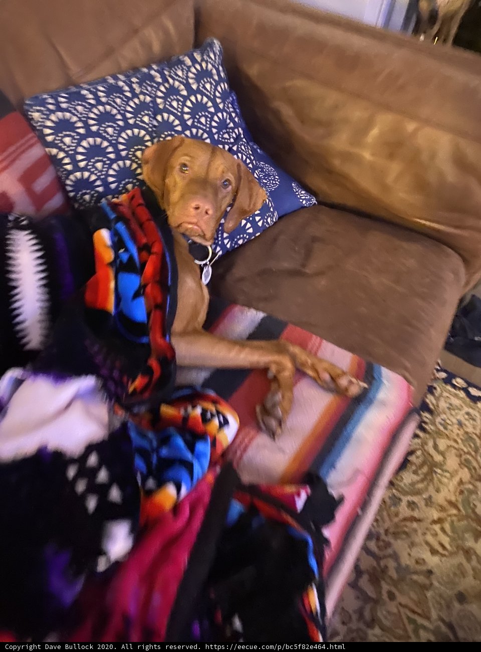 Cozy Canine on Couch