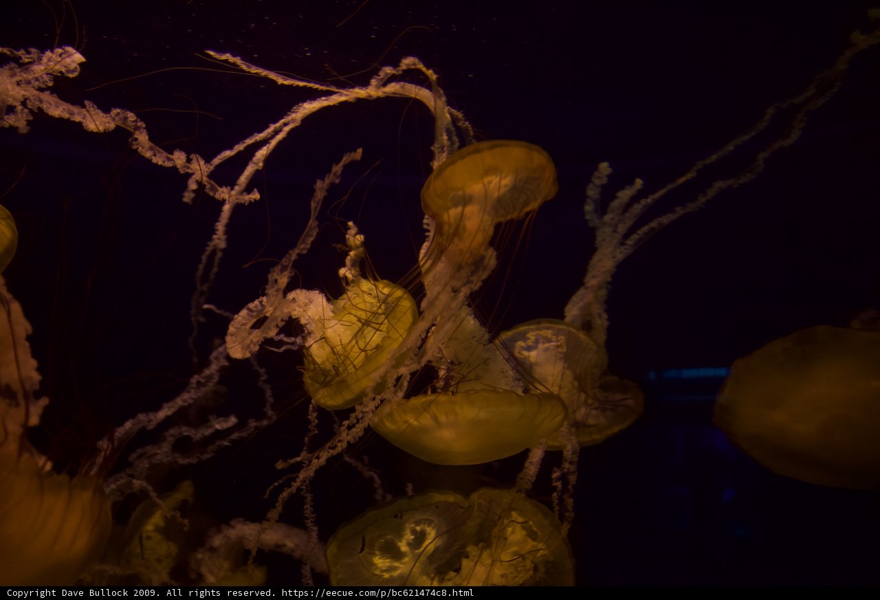 Illuminated Jellies
