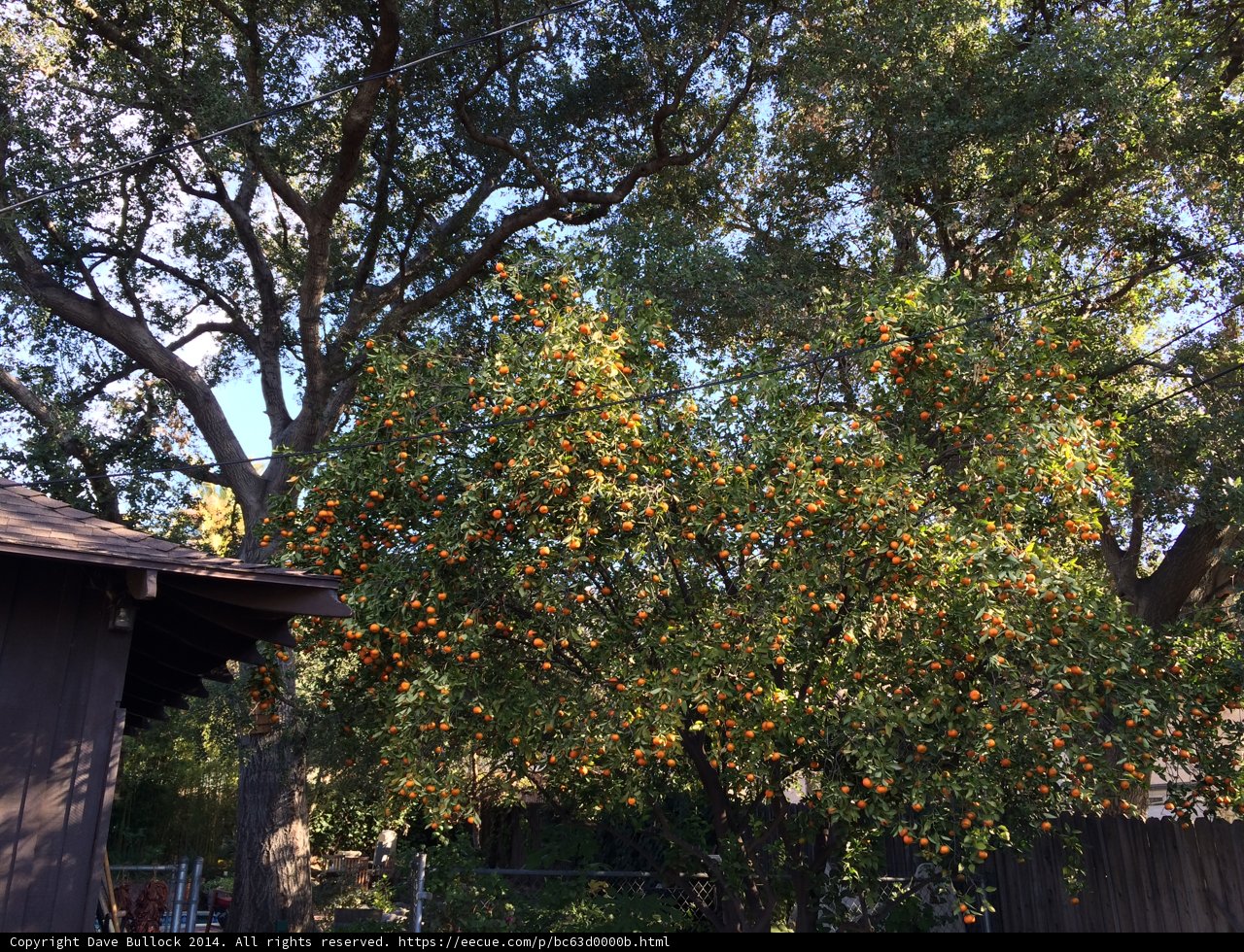 The Fruitful Tree