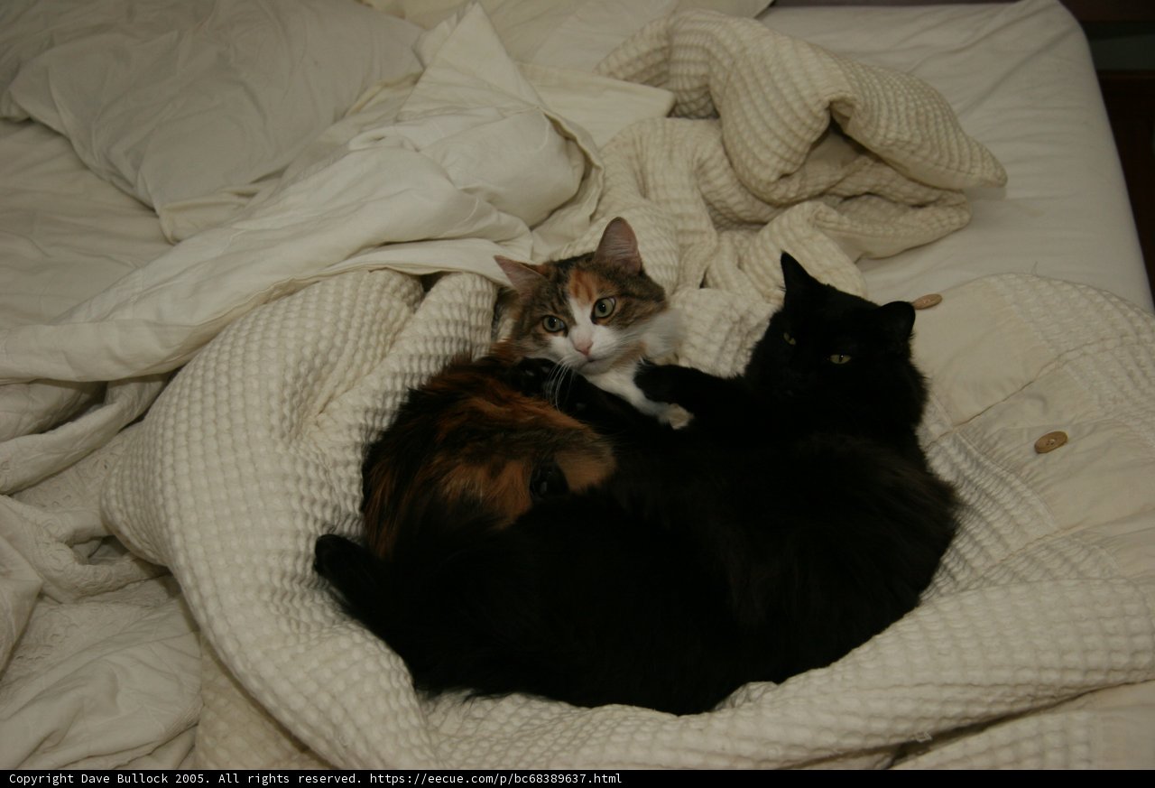 Cozy Cat Nap