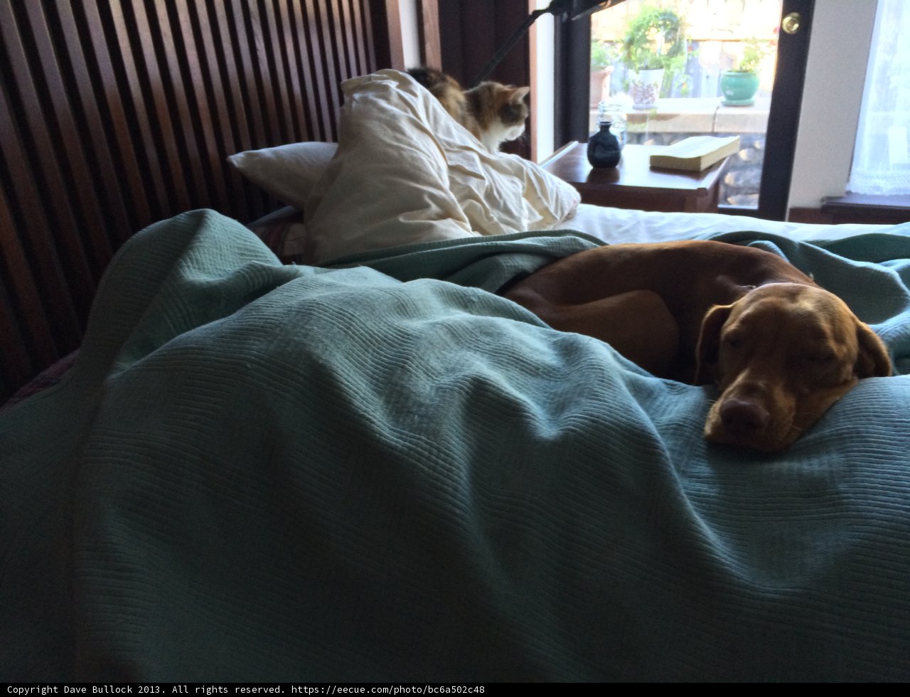 Restful Hounds