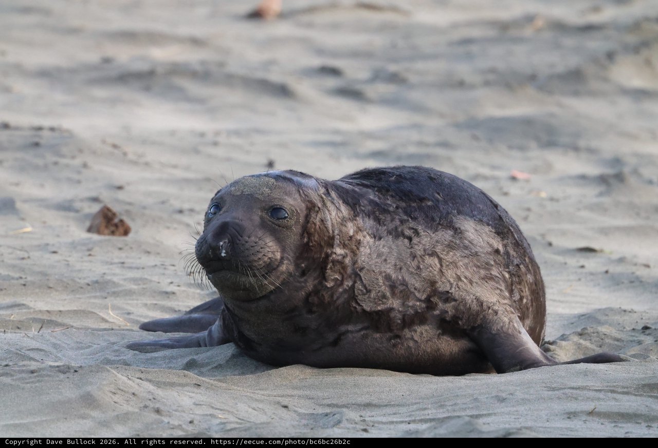 Young Elephant Seal Pup Resting on Sandy Beach