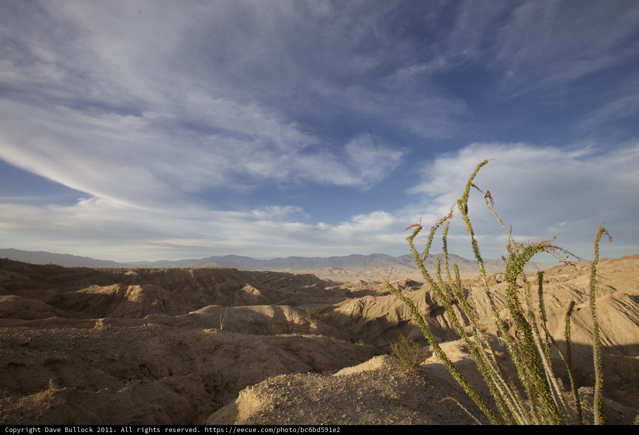 Desert Bloom