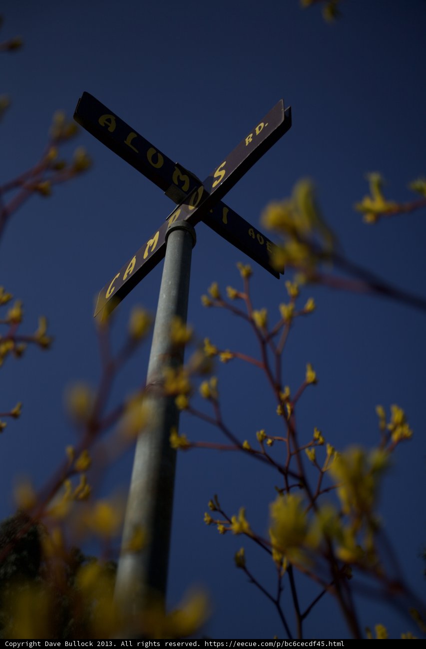 Crossroad Blossom
