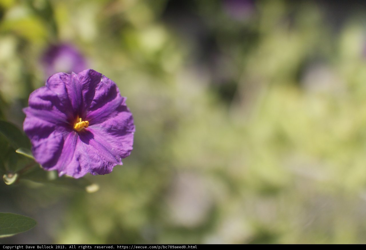 Purple Geranium Flower with Yellow Center