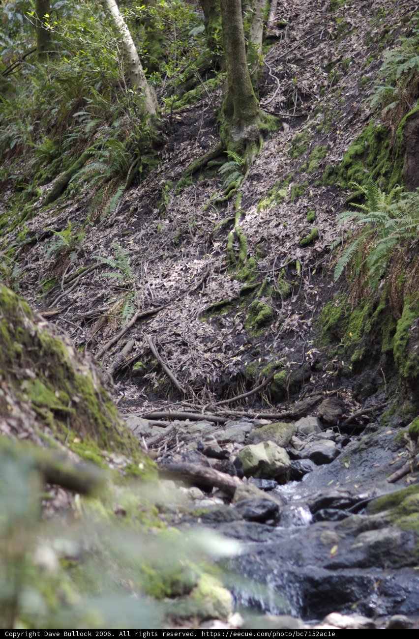 Serene Creek in a Lush Forest