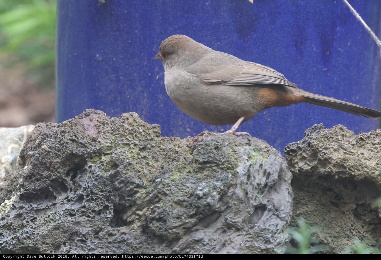 Dark-Eyed Junco Perched on Weathered Stone