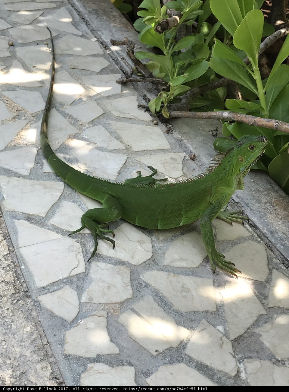 The Majestic Green Iguana