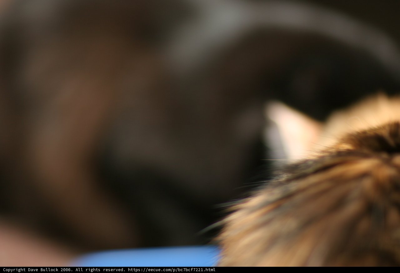 Feline Curiosity