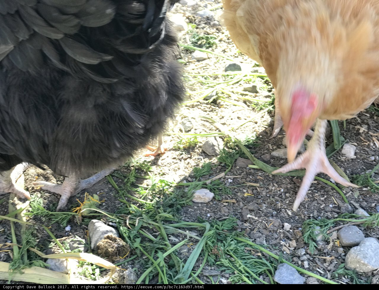 Feathered Friends in LA