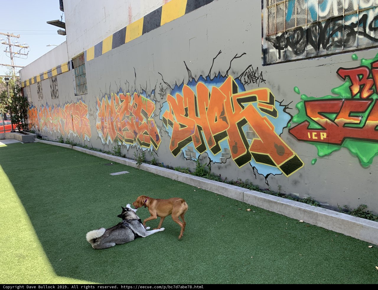 Playful Pups and Graffiti Wall