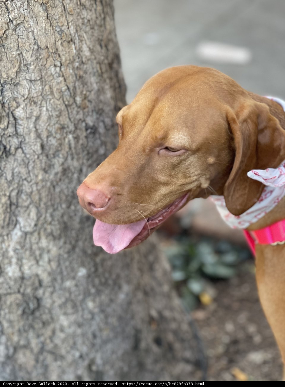 Tongue-Out Vizsla Pup