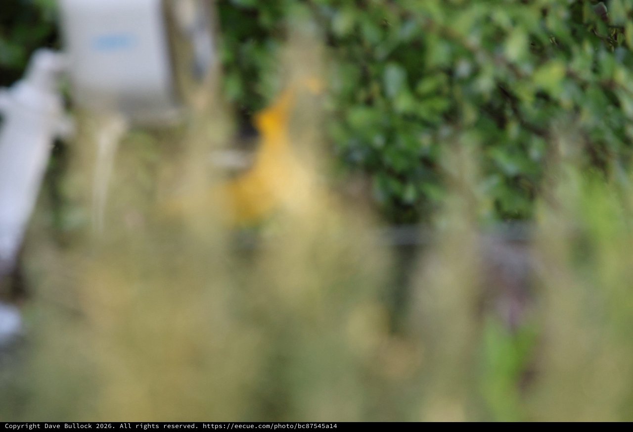 Out of Focus Garden Scene with Yellow Accent