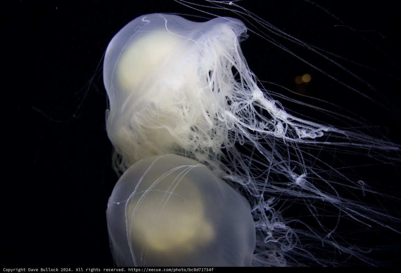 Illuminated Enigma of the Deep
