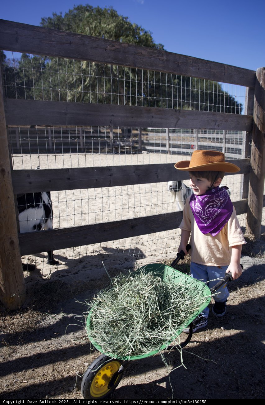 Little Rancher in Action