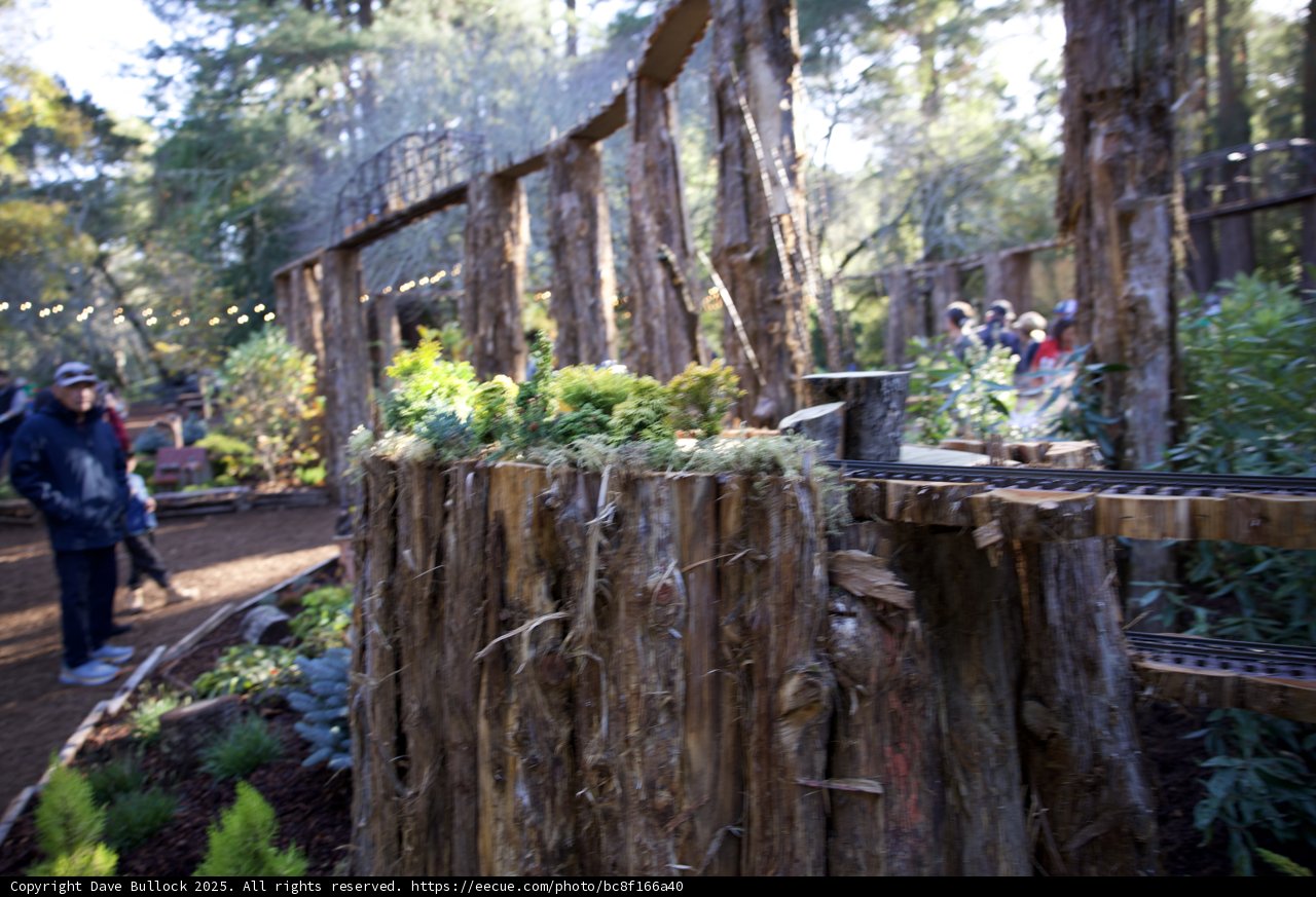 Tranquil Woodland Gathering