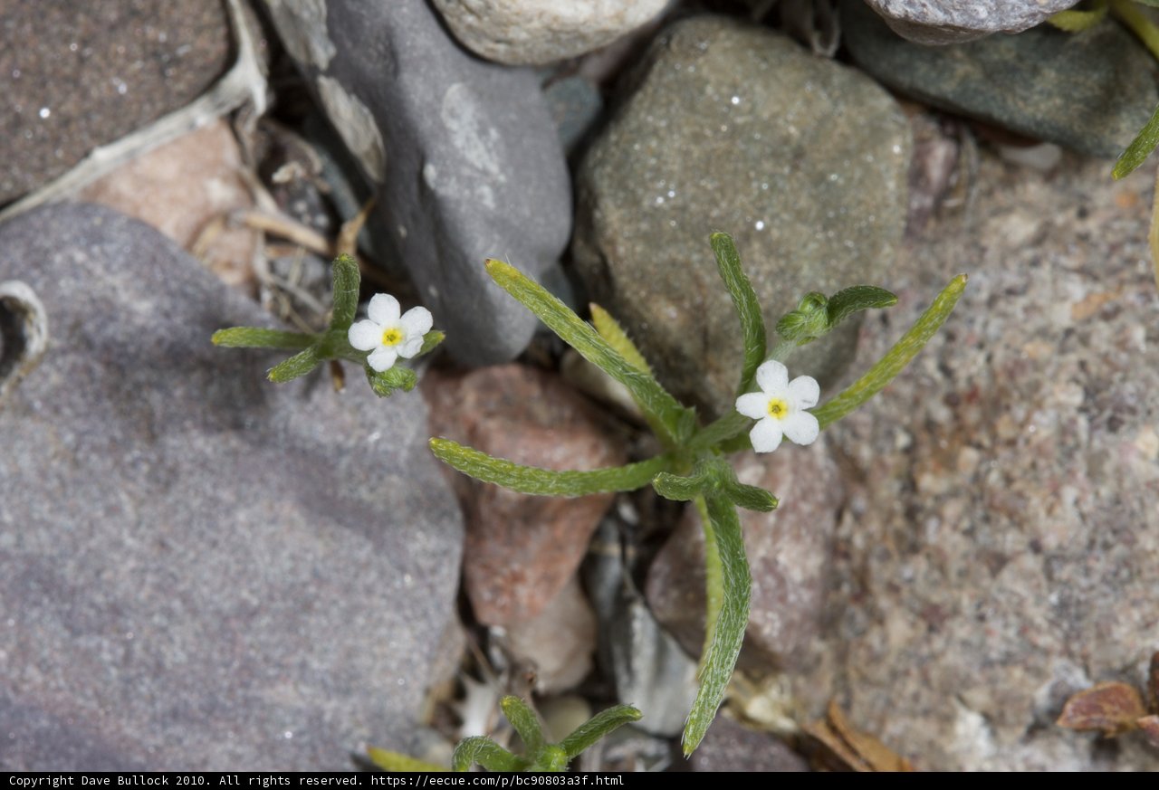 Delicate Flowers in the Harsh Desert