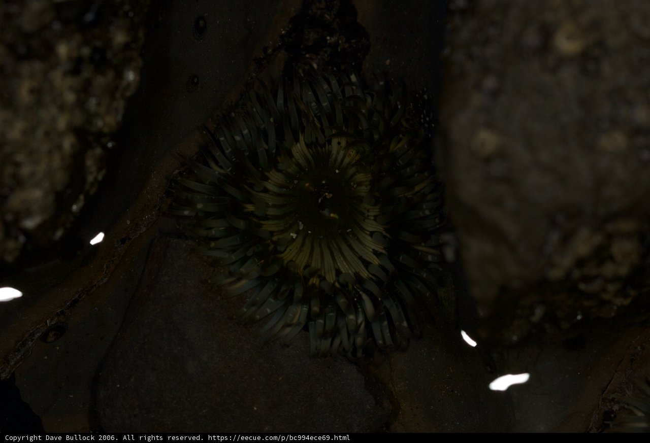 Sea Urchin and Anemone in Rocky Reef
