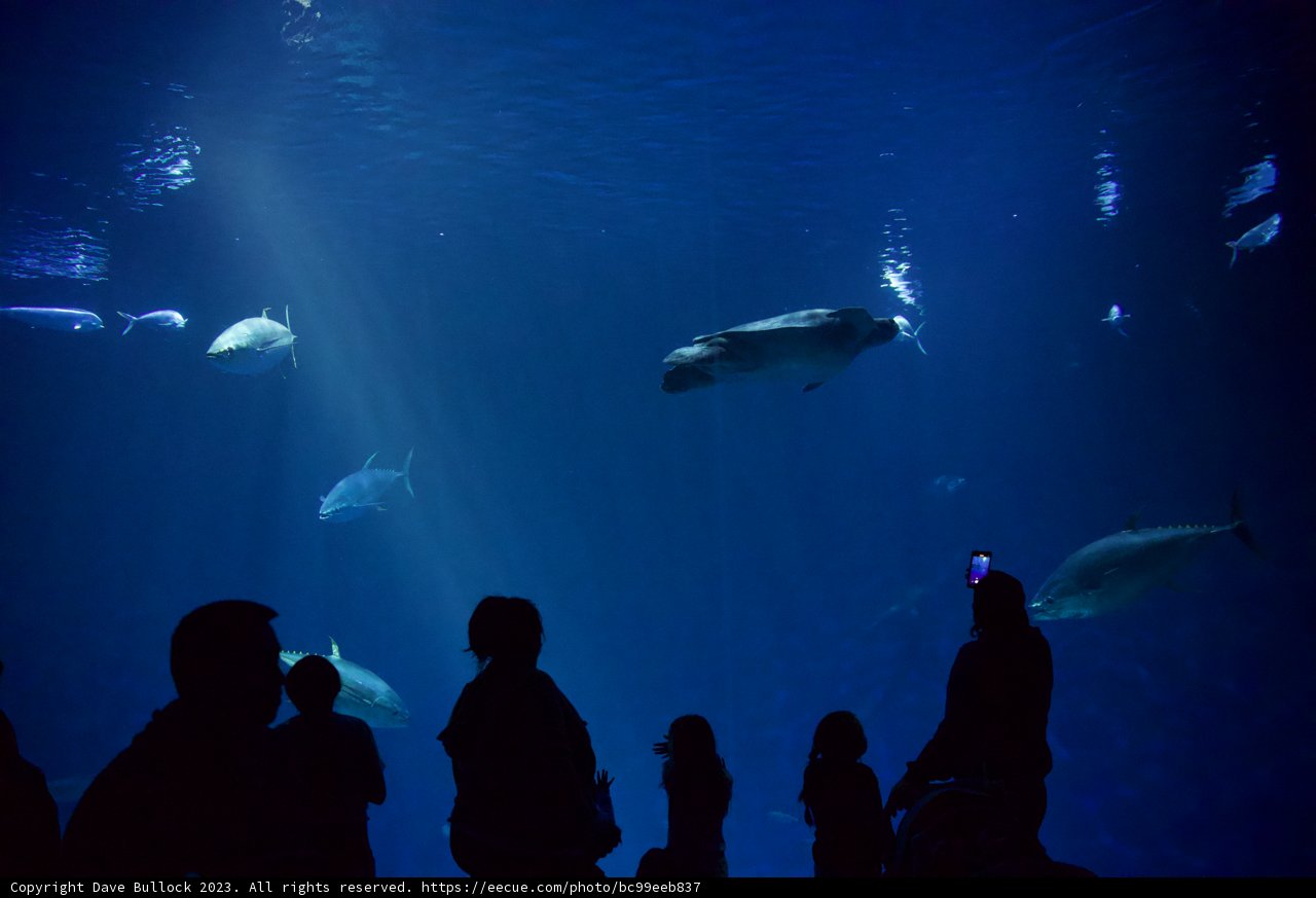 Captivating Encounter at Monterey Bay Aquarium