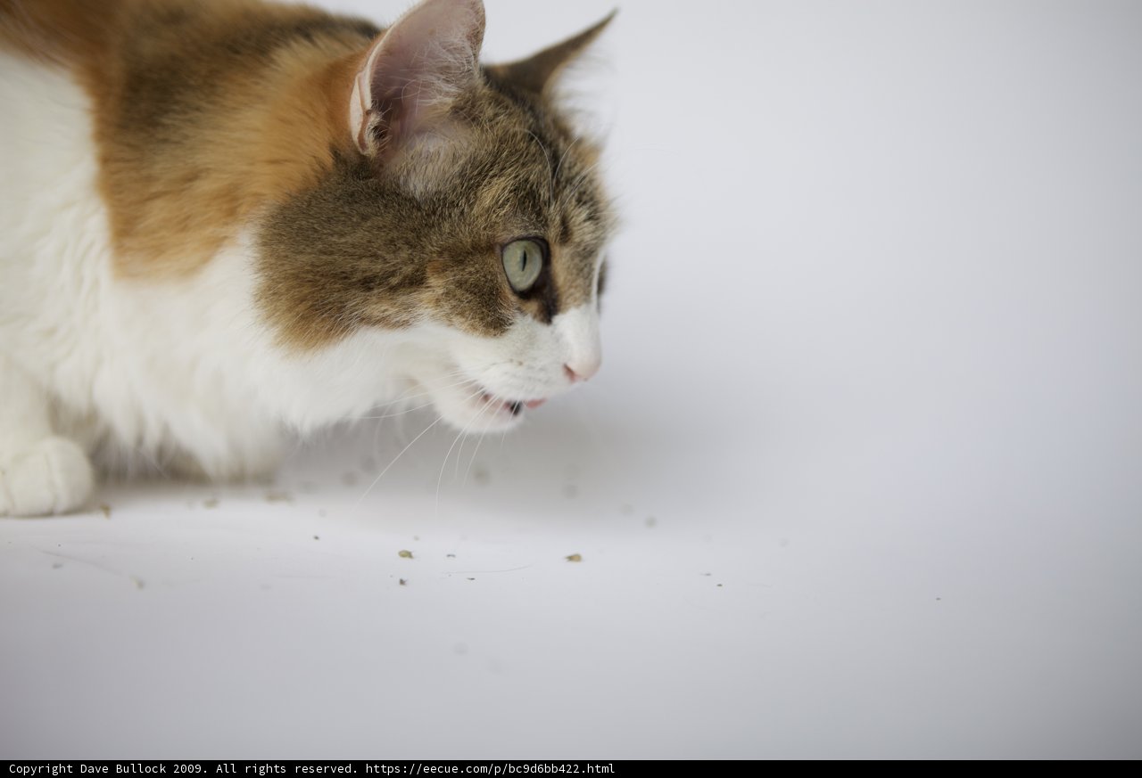 Curious Cat