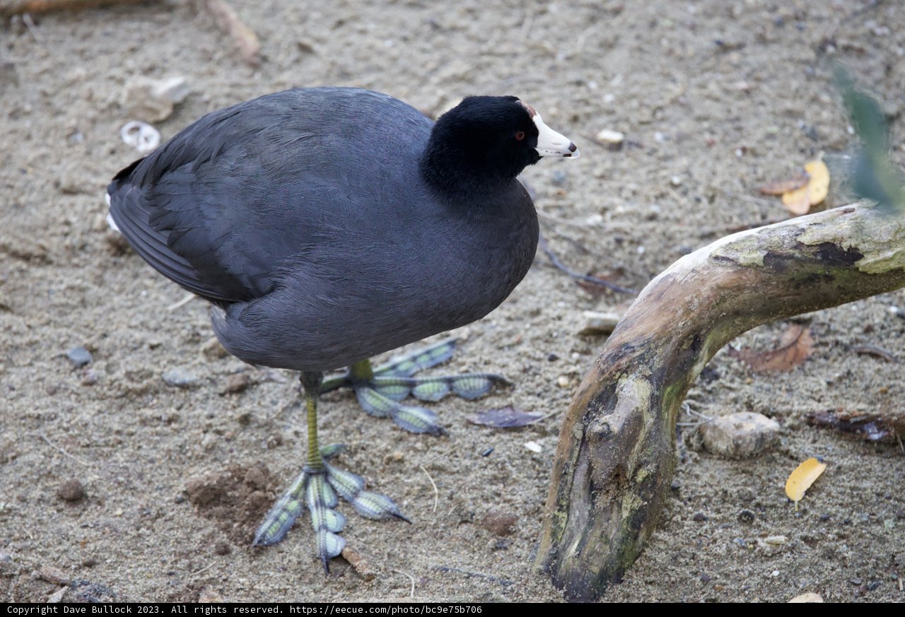 The Black-Footed Beauty of Lake Merced