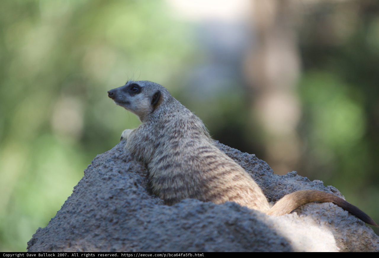 Pensive Meerkat on the Rocks