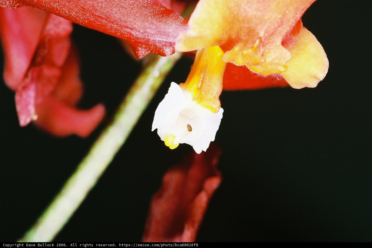 White-Centered Flower Close Up