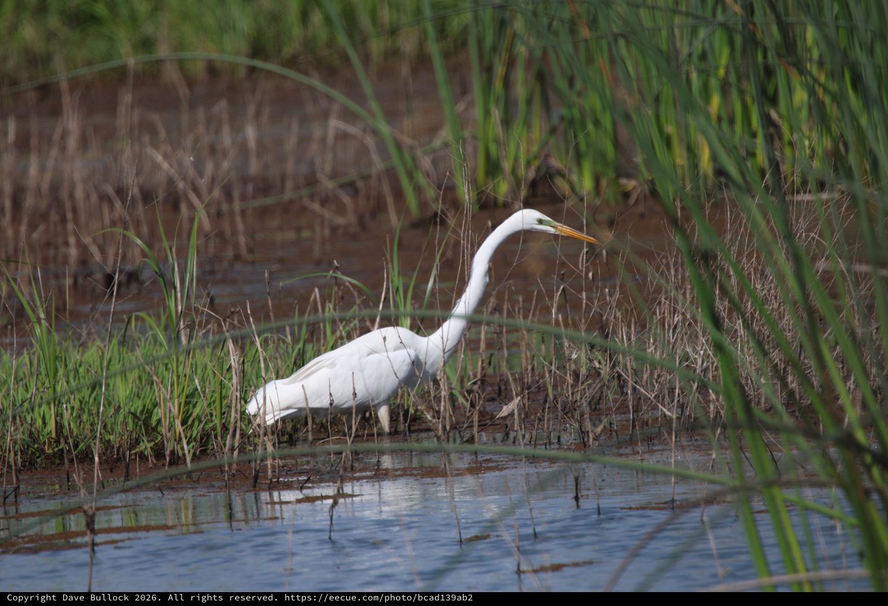 Great Egret Hunting in Wetland Marsh Grass