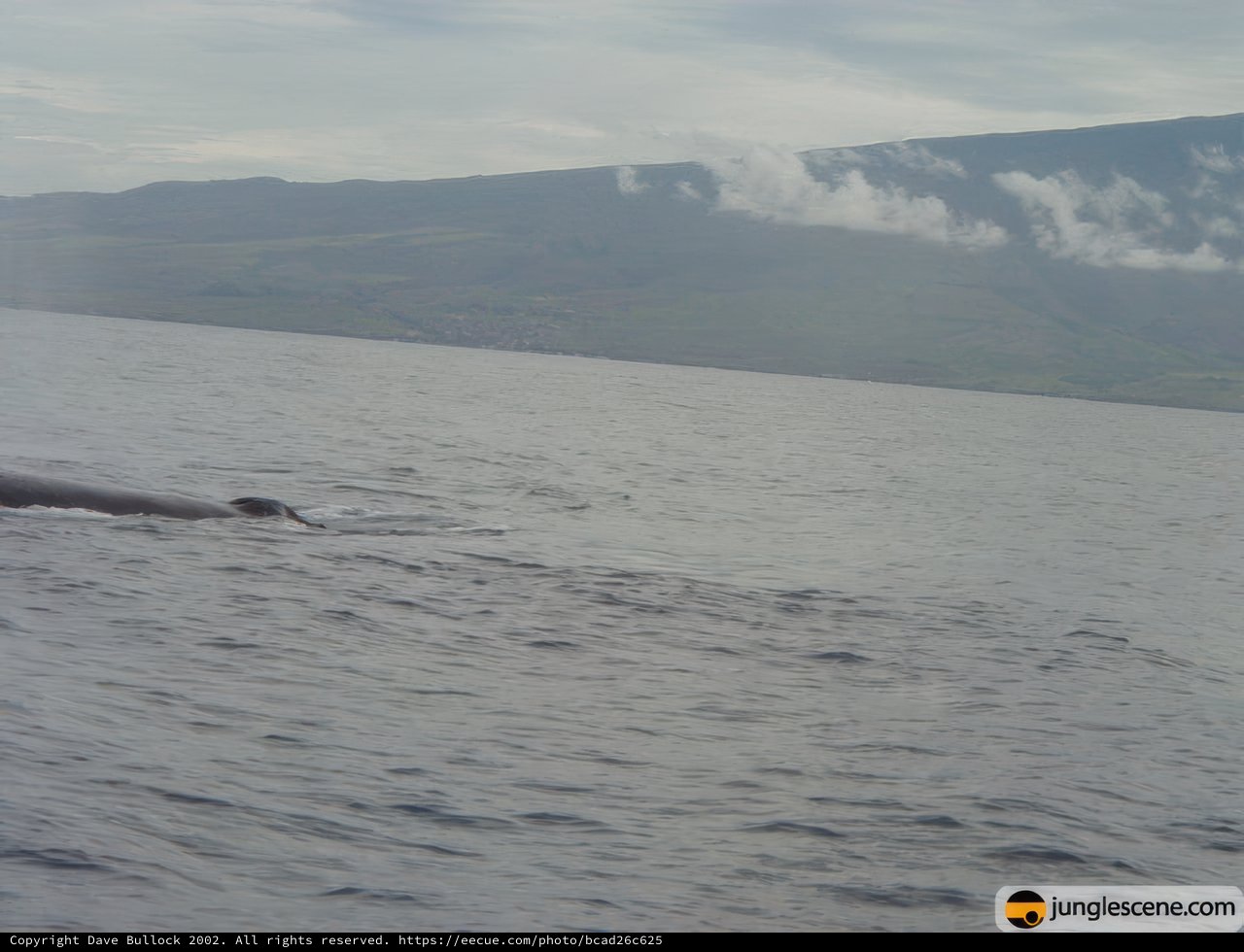 Majestic Meeting of the Mountains and the Sea