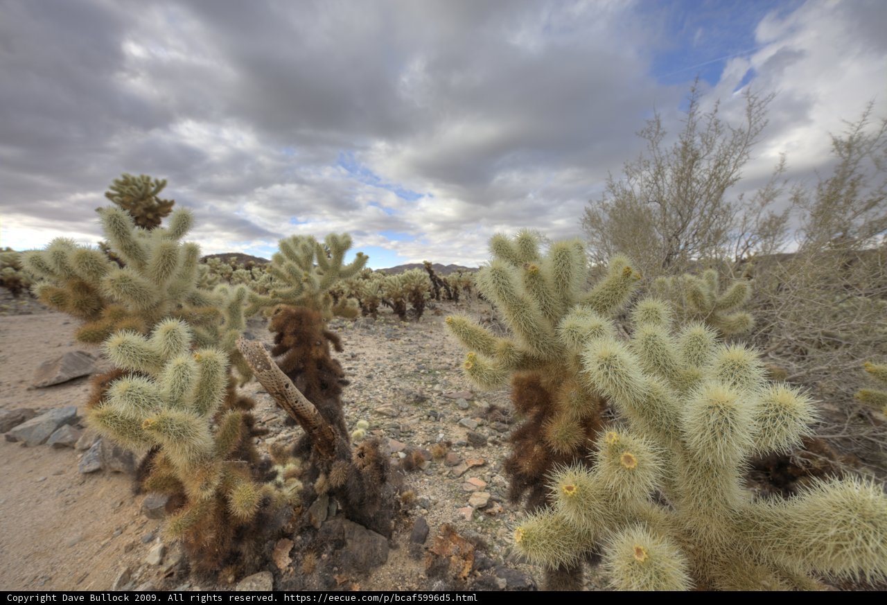 Cactus Party in the Desert