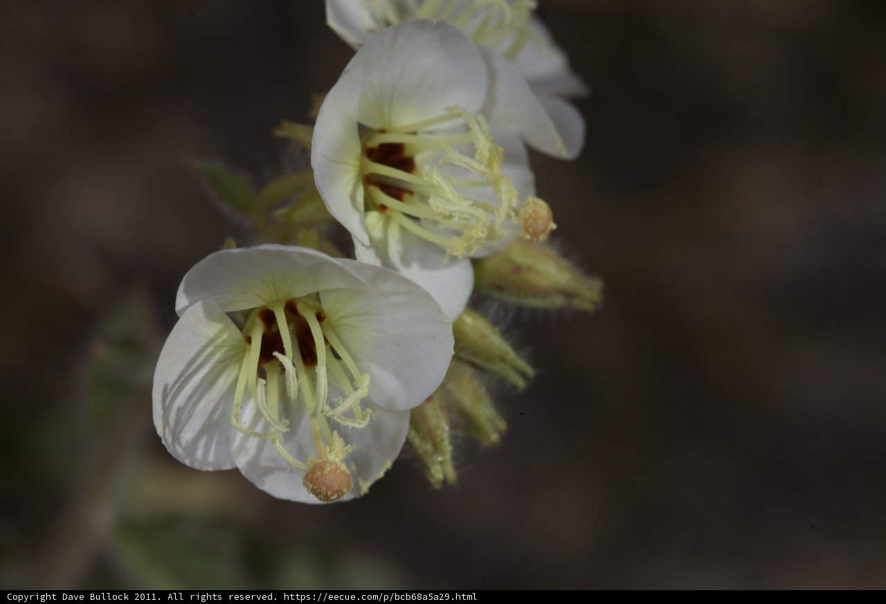 White Flowers with Brown Stamens