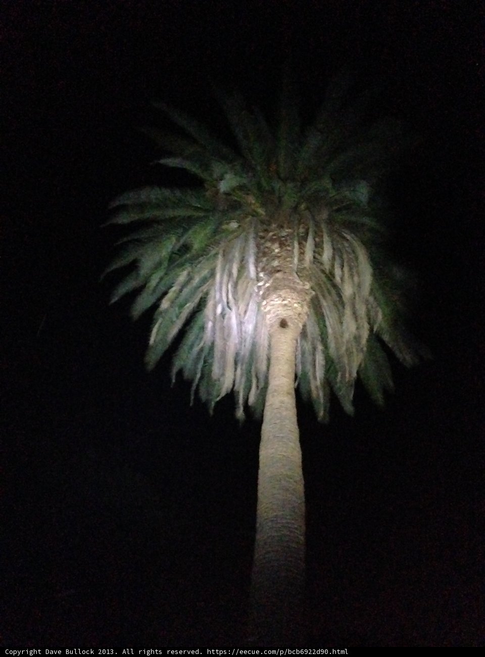 Illuminated Palm Tree at Night
