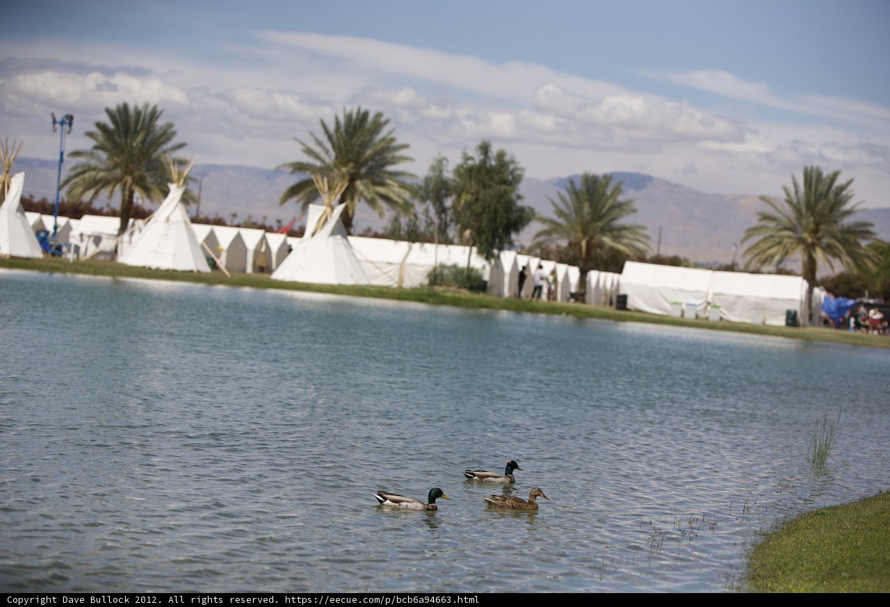 Ducks enjoying a summer swim