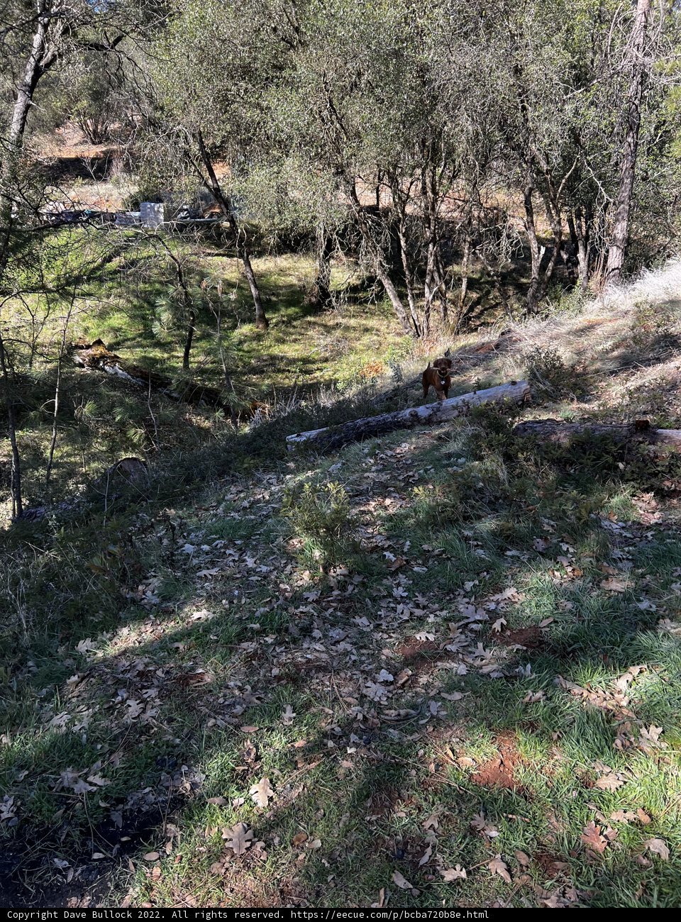A Canine's Stroll amidst the Wilderness