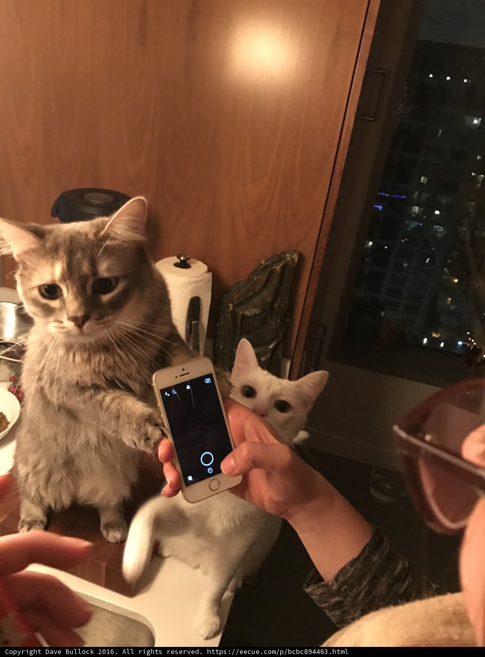 Cat Takes Over Phone Duty