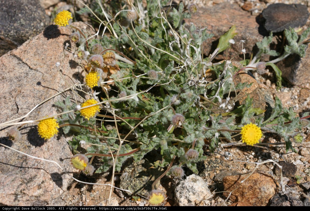 Yellow daisy plant thriving on rocky terrain