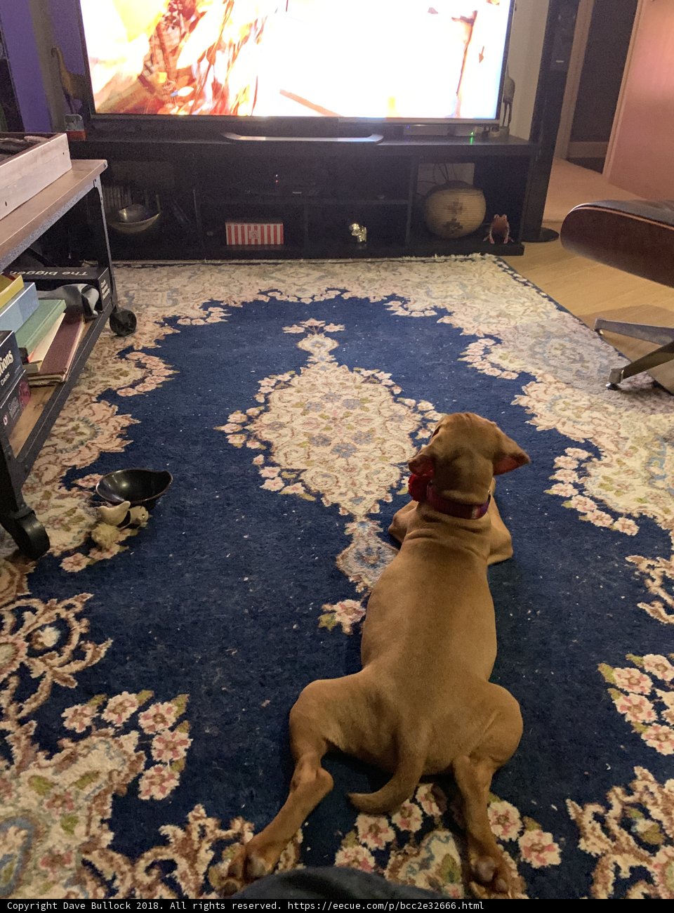 Furry Couch Potato