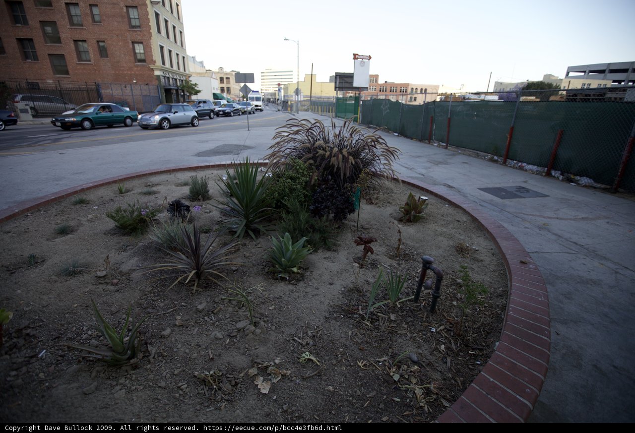 Urban Plant Life