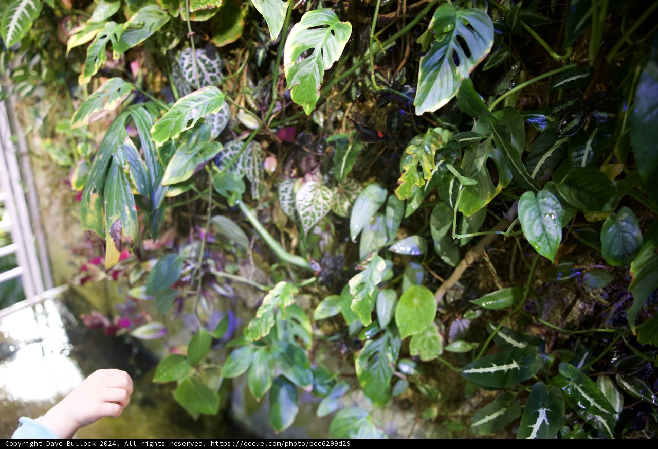 Little Explorer in the Rainforest