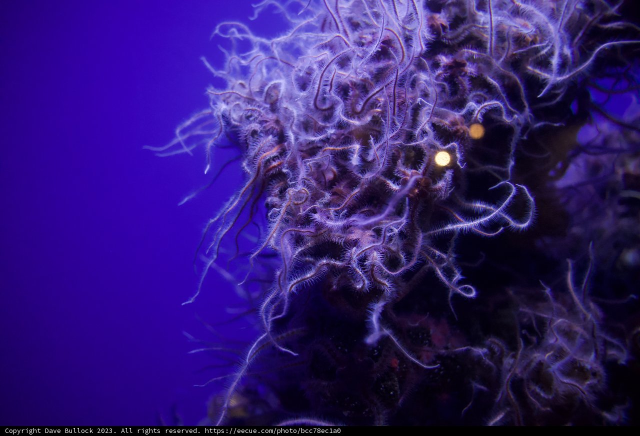 Enigmatic Underwater Blossom