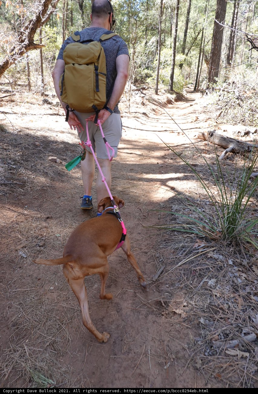 A Man and His Canine Adventure