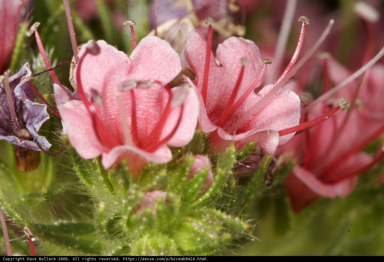 Blossoming Garden