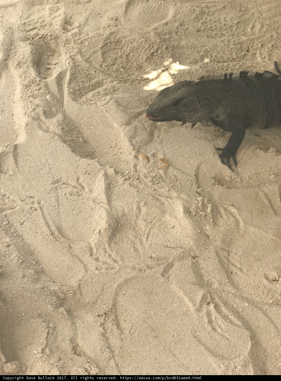 Iguana Lounging on the Sand